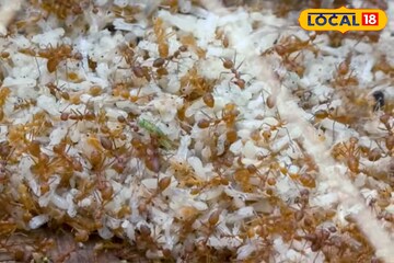 পিঁপড়ের ডিমই এখন জীবনধারণের ভরসা! ডিম সংগ্রহ করে মাসে কয়েক হাজার টাকা আয়