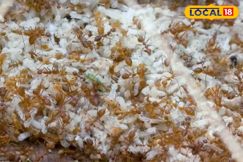 জীবন সংগ্রামে টিকে থাকতে কত রকম পেশাই না বেছে নেন মানুষ। তেমনই এক অভিনব ও বিরল পেশা হলো লাল পিঁপড়ের ডিম সংগ্রহ। একসময় এই শব্দটি সংবাদ শিরোনামে আলোচিত ছিল—জঙ্গলমহলের অনাহারী মানুষ নাকি পিঁপড়ের ডিম খেয়ে বেঁচে আছে! আজ সেই পিঁপড়ের ডিমই বহু গরিব পরিবারের জীবিকার উৎস হয়ে উঠেছে। উত্তর ২৪ পরগনার বসিরহাট সহ সুন্দরবন এলাকার কিছু মানুষের কাছে এ যেন অতিরিক্ত আয়ের এক বড় ভরসা।