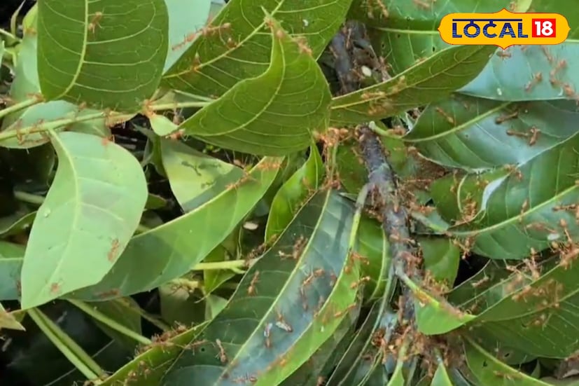 গ্রামবাংলার গাছপালা, ঝোপঝাড় আর বাগানে ঘুরে ঘুরে সংগ্রহ করা হয় এই ডিম। শীত-গ্রীষ্ম আর রোদ উপেক্ষা করে সকাল থেকে সন্ধে অবধি চলতে থাকে খোঁজ। বাদুড়িয়ার বাবলু আকুঞ্জি জানান, পিঁপড়ের ডিম বিক্রি করেই তিনি প্রতিদিনের সংসার চালান। মাছ ধরার টোপ হিসেবে এই ডিমের চাহিদা বেশ জনপ্রিয়। বসিরহাট থেকে শুরু করে কলকাতার বিভিন্ন বাজারে প্রতিকেজি ডিম বিক্রি হয় ৭০০ থেকে ৮০০ টাকায়।