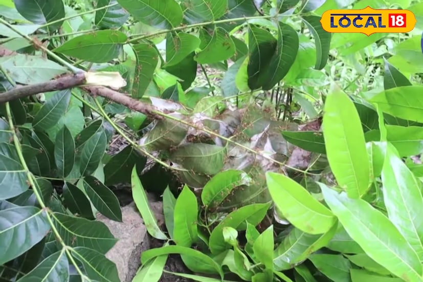 এই লাল পিঁপড়েগুলি বড়ো গাছের উঁচু ডালে লার্ভা থেকে নির্গত সুতোর মতো এক প্রকার তরল দিয়ে কয়েকটি পাতা সেলাই করে তৈরি হয় বাসা। দেখতে থলির মতো সেই বাসার ভেতরেই থাকে তাদের লার্ভা, ডিম, মধু ও পাকা ফলের টুকরো। প্রকৃতির এই অদ্ভুত সৃষ্টি থেকেই মেলে মূল্যবান পিঁপড়ের ডিম।