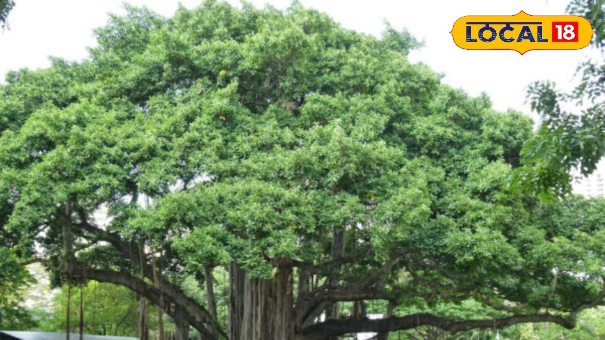 গাছের তলায় শুরু, আজ পঞ্চাশে পা, ধুমধাম করে সুবর্ণজয়ন্তী উদযাপন বাঁকুড়ার বিদ্যালয়ে