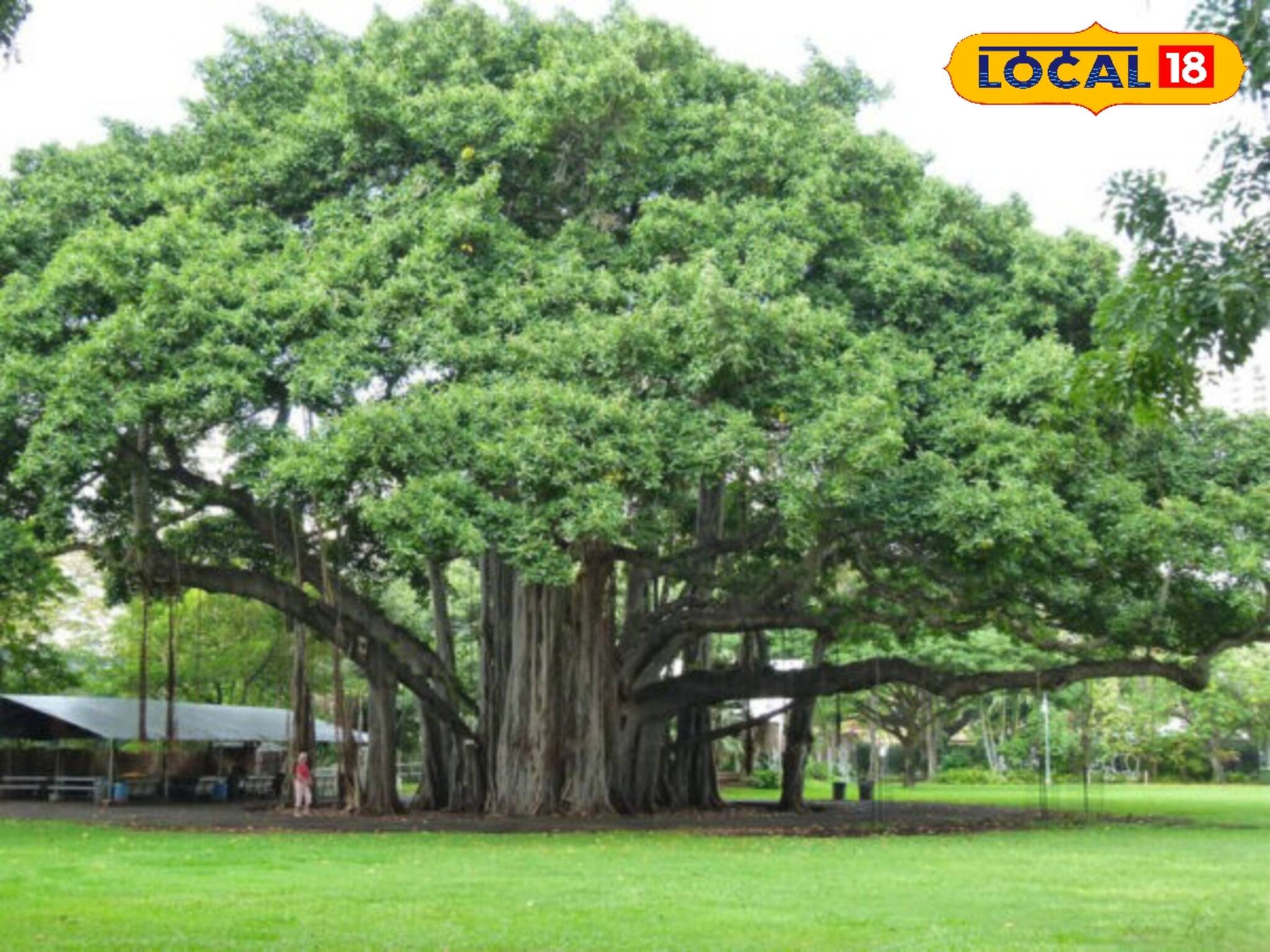 গাছের তলায় শুরু, আজ পঞ্চাশে পা, ধুমধাম করে সুবর্ণজয়ন্তী উদযাপন বাঁকুড়ার বিদ্যালয়ে