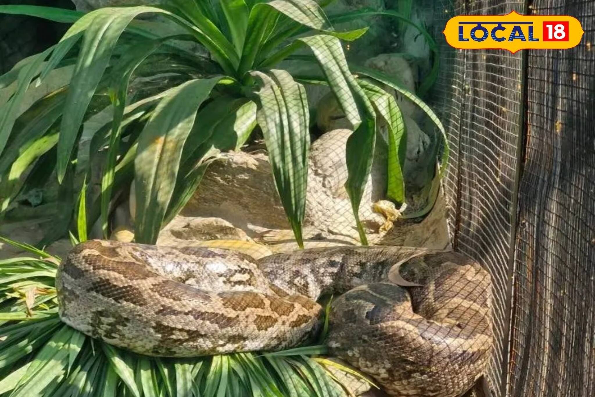 কোথায় সবুজ অ্যানাকোন্ডা! আলিপুর চিড়িয়াখানায় অন্য আরেক সাপ দেখে ফিরতে হচ্ছে দর্শকদের