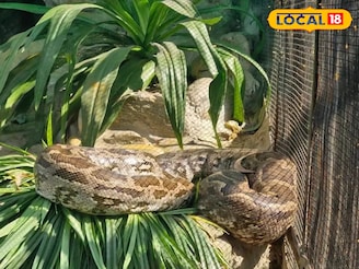 কোথায় সবুজ অ্যানাকোন্ডা! আলিপুর চিড়িয়াখানায় অন্য আরেক সাপ দেখে ফিরতে হচ্ছে দর্শকদের