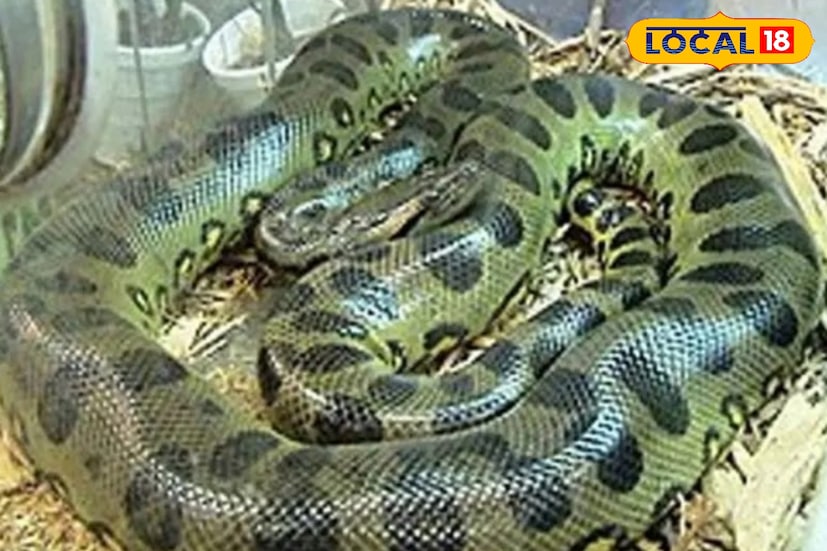 প্রথমে চর্মরোগ, এখন চোখের সমস্যা। তাই লোকচক্ষুর আড়ালে রেখে তার চিকিৎসা চলছে। এবং সে কারণে তার জোড়াটিকেও তার সঙ্গে আড়ালে রাখা হয়েছে। গত ৮ অগাস্ট মাদ্রাজ ক্রোকোডাইল ব্যাঙ্ক থেকে একজোড়া সবুজ অ্যানাকোন্ডা আলিপুরে আনা হয়।