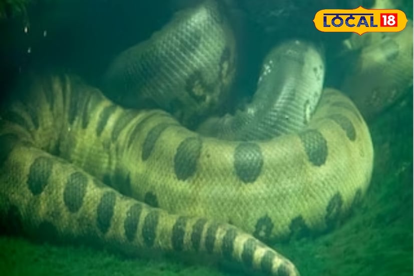 অভিযোগ উঠেছে এখানে সাপগুলির ঠিকঠাক দেখভাল হয়নি। যে কারণে তাদের ওজন ও দৈর্ঘ্য সে ভাবে বাড়ছে না। যে রকম পরিস্রুত জলে রাখার কথা ছিল, তাতে না রাখায় একটির চর্মরোগ হয়। জল পাল্টানোয় চর্মরোগ সারলেও সংক্রমণ থেকে তার চোখের সমস্যা দেখা দিয়েছে।