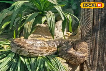 কোথায় সবুজ অ্যানাকোন্ডা! আলিপুর চিড়িয়াখানায় অন্য আরেক সাপ দেখে ফিরতে হচ্ছে দর্শকদের