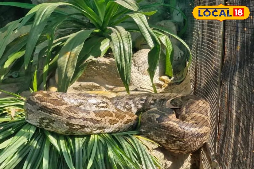 ঢাকঢোল পিটিয়ে ঘোষণা হয়েছিল আলিপুর চিড়িয়াখানায় আসবে সবুজ অ্যানাকোন্ডা। বলাও হয় এই সাপ চলে এসেছে। কিন্তু তারপর থেকে দর্শকরা সাপের দেখা পাচ্ছে না। ফলে কিছুটা হতাশ হয়ে ফিরতে হচ্ছে তাদের।