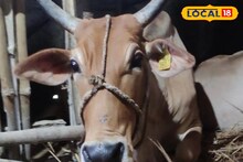 Thief: গোয়াল ঘর থেকে নিখোঁজ গরু, অভিযোগ জমা পড়ল থানায়, চোরের জবানবন্দি শুনে হা হয়ে গেল পুলিশ!