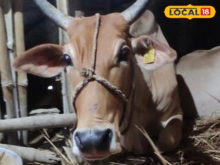 চুরি যাওয়া আগে বাড়ির গোয়ালে গরু