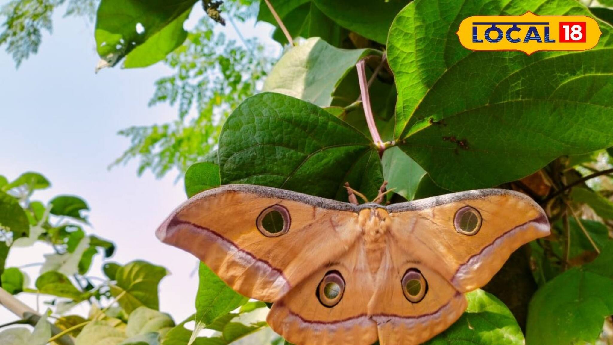 এত বড়! ৭ ইঞ্চি প্রজাপতি দেখে হতবাক গ্রামবাসী, চাঞ্চল্য পূর্ব বর্ধমানে