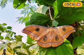 এত বড়! ৭ ইঞ্চি প্রজাপতি দেখে হতবাক গ্রামবাসী, চাঞ্চল্য পূর্ব বর্ধমানে