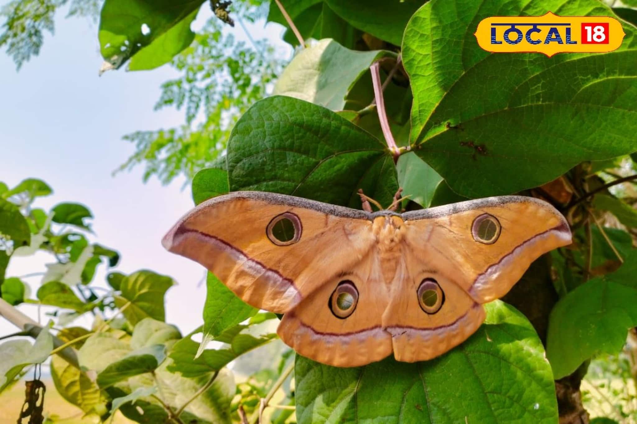 East Bardhaman News: এত বড়! ৭ ইঞ্চি প্রজাপতি দেখে হতবাক গ্রামবাসী, চাঞ্চল্য পূর্ব বর্ধমানে