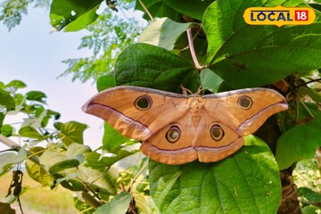 এত বড়! ৭ ইঞ্চি প্রজাপতি দেখে হতবাক গ্রামবাসী, চাঞ্চল্য পূর্ব বর্ধমানে