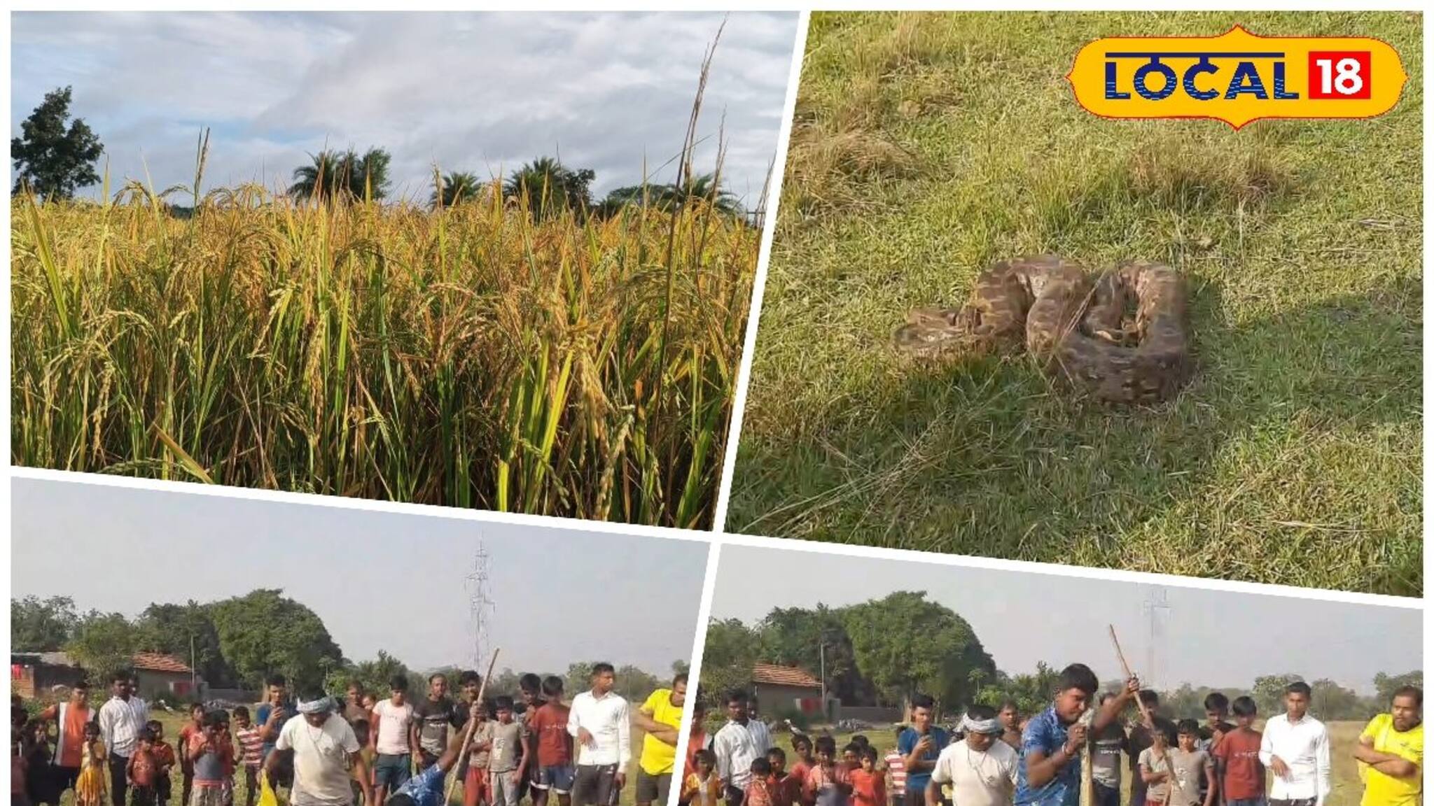 Purulia News: ধান কাটতে গিয়েই শিউরে উঠলেন কৃষক! ঘাসের মধ্যে লুকিয়ে আস্ত ময়াল সাপ