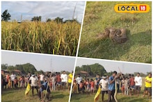 Purulia News: ধান কাটতে গিয়েই শিউরে উঠলেন কৃষক! ঘাসের মধ্যে লুকিয়ে আস্ত ময়াল সাপ