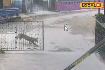 বাথরুমে ঢুকতেই লেপার্ডের ঝাঁপ, বিশ্ববিদ্যালয়ের সামনেও দাপাদাপি, সাতসকালে হাড়হিম কাণ্ড! বাথরুমে ঢুকতেই লেপার্ডের ঝাঁপ, বিশ্ববিদ্যালয়ের সামনেও দাপাদাপি, সাতসকালে হাড়হিম কাণ্ড!