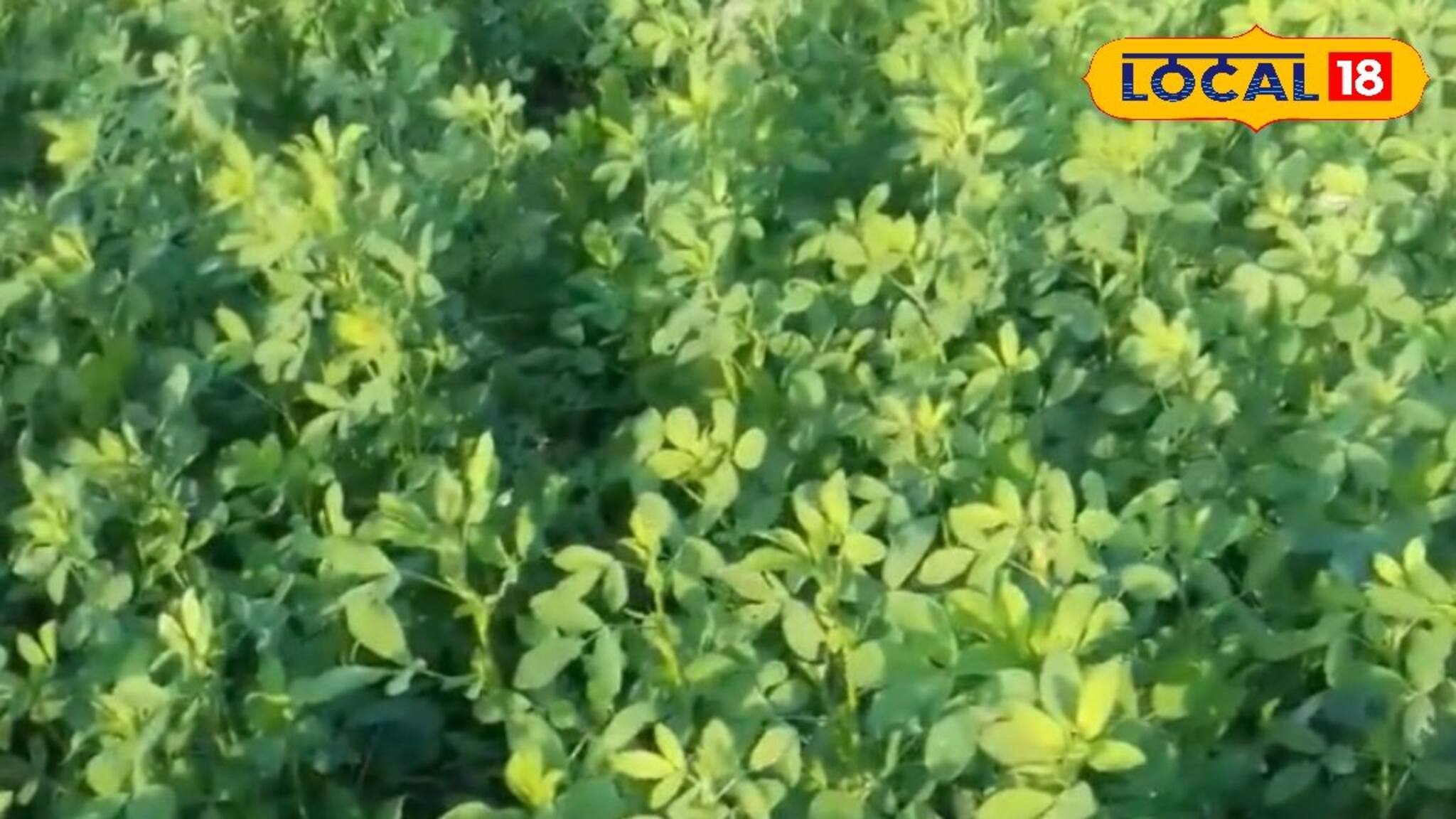 অল্প পুঁজিতে বেশি লাভ, বিদেশি ঘাস চাষে কৃষকের মুখে হাসি, বাড়ছে আয়