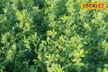 Alfalfa Grass Farming: অল্প পুঁজিতে বেশি লাভ! একবার রোপণ করলেই কয়েক মাস টানা ফলন, বিদেশি ঘাস চাষে লাভের মুখ দেখছেন কৃষকরা