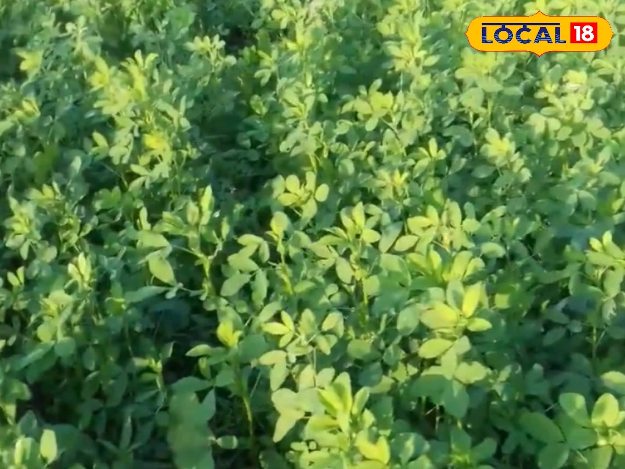 Alfalfa Grass Farming: অল্প পুঁজিতে বেশি লাভ! একবার রোপণ করলেই কয়েক মাস টানা ফলন, বিদেশি ঘাস চাষে লাভের মুখ দেখছেন কৃষকরা