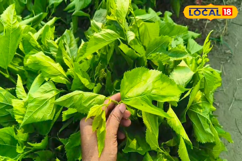 একসময় রেশমের ঘ্রাণে ভরা ছিল সমগ্র মালদহ জেলা। জেলার অন্যতম অর্থনৈতিক অবস্থা নির্ভরশীল ছিল এই চাষকে ঘিরে। তবে এবারে সেই রেশম চাষে ব্যবহৃত তুঁতপাতা বিক্রি হচ্ছে গরুর খাবার হিসেবে। যে তুঁতপাতা একসময় রেশম পলুর একমাত্র খাদ্য ছিল, সেই তুঁতপাতাই গবাদিপশুর খাবার হিসেবে বিক্রি হচ্ছে কালিয়াচকের বিভিন্ন বাজারে। (ছবি ও তথ্য: জিএম মোমিন)