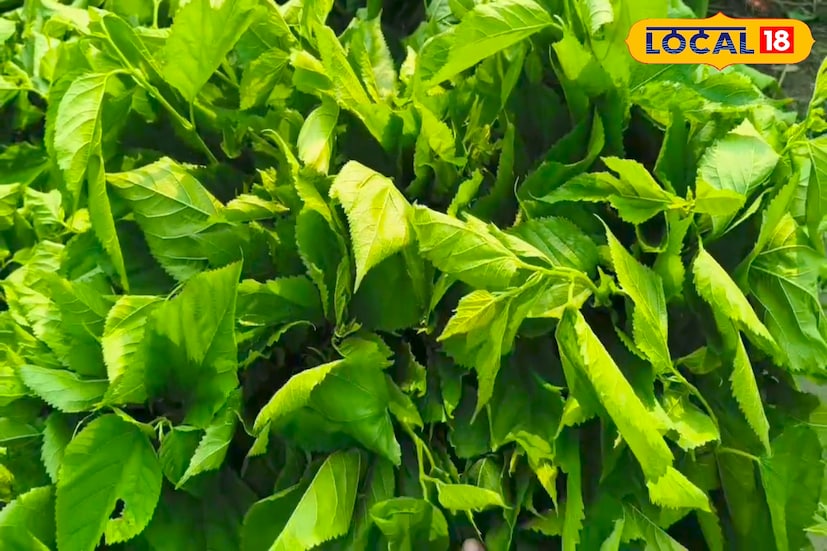 শুধু তাই নয় তুঁত জমিগুলোতেও ঘটছে পরিবর্তন। অনেকেই তুঁতের বিকল্পে আম, লিচু বা অন্যান্য বাণিজ্যিক ফসলের চাষ শুরু করেছেন বেশি লাভের আশায়। তাই বর্তমানে তুঁতপাতার ব্যবহারে দেখা দিচ্ছে এমন অপ্রয়োজনীয় পরিবর্তন।