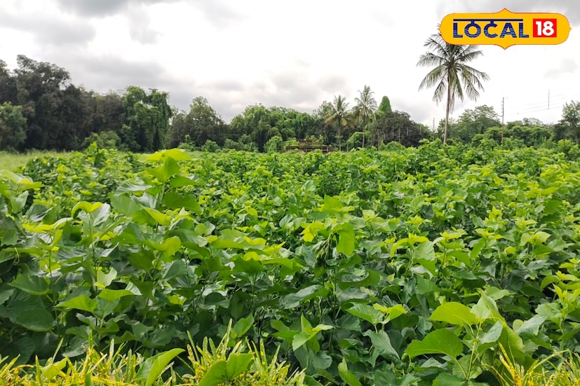 গঙ্গা অববাহিকার উর্বর জমিতে সারি সারি তুঁতগাছ এই দৃশ্যই ছিল একসময়ের বাস্তব চিত্র। প্রতিটি ঘর থেকেই উঠত রেশম গুটির মিষ্টি গন্ধ, প্রতিটি পরিবারই ব্যস্ত থাকত তুঁতপাতা সংগ্রহ ও রেশম পলু পালনে। তবে এখন সেই চিত্র অনেকটাই অতীত। কালিয়াচক এলাকায় হাতেগোনা কয়েকটি পরিবার‌ই এখন এই চাষের সঙ্গে যুক্ত।