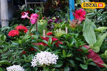 মাত্র ৬ টাকায় মিলবে গাছ, বর্ধমানের কার্জন গেট চত্ত্বরে গাছের মেলা! সঙ্গে ফ্রি টিপস