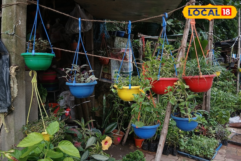 বর্ধমানের প্রান কেন্দ্র কার্জন গেট চত্বরে ও সেখান থেকে কোর্ট কম্পাউন্ডের দিকে মাত্র দুই মিনিট হাঁটলেই দেখতে পাবেন পরপর দোকান। যেখানে আপনি ছোট চারা গাছ থেকে শুরু করে বাগানের জন্য বড় গাছ সবই পাবেন। এমন কি পেয়ে যাবেন বিভিন্ন ধরনের বনসাই গাছও।