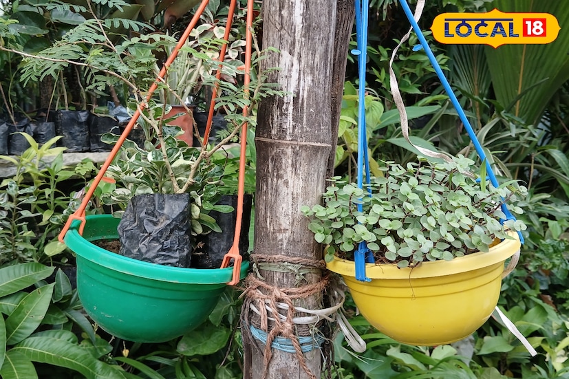 এক গাছ বিক্রেতা জানেন, শীতকালে বহু মানুষ ছাদ বাগান তৈরি করেন।তারা আমাদের দোকান থেকে গাছ নিলে কিভাবে ছাদ বাগান তৈরি করতে পারবেন সবটাই আমরা তাদের বলে দি। শীতকাল ছাড়াও সারা বছরই বহু গাছ প্রেমি মানুষ আসেন গাছ কিনতে। আবার কেউ কোন বিশেষ গাছের অর্ডার দিলে তাও আমরা এনে দেওয়ার চেষ্টা করি। (ছবি ও তথ্য: সায়নী সরকার)