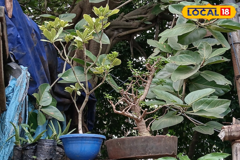 আপনি যদি গাছ ভালোবাসেন, তবে আপনি এখানে যা চাইবেন তাই পাবেন। ছোট চারা গাছ শুরু মাত্র ৬ টাকা থেকে।বনসাই পাবেন ৯০০,১৫০০ টাকার পর্যন্ত। শুধু গাছই নয় গাছের সঙ্গে সঙ্গে পেয়ে যাবেন গাছ পরিচর্যার জন্য বিভিন্ন জিনিসও। আবার এখান থেকেই জেনে নিতে পারবেন কোন গাছ কিভাবে পরিচর্যা করবেন।