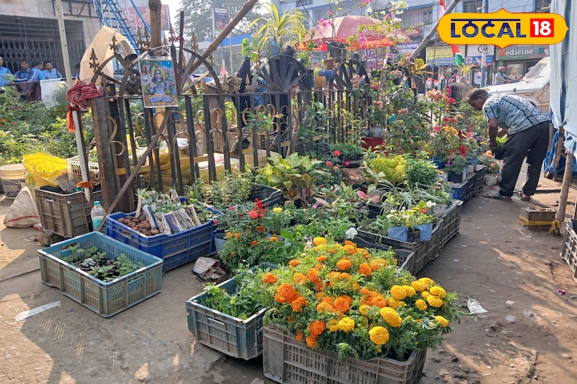 তবে শুধু জিনিয়া,পিটুনিয়া,গোলাপ,জবার মত ছোট বা বড়ো আম জাম ,লেবুর মত আউটডোরের গাছই নয়,পাবেন টেবিল কামিনী ,​স্পাইডার প্ল্যান্ট, জেড প্ল্যান্ট,স্নেক প্ল্যান্টের মত বিভিন্ন রকমের ইন্ডোর গাছও। যা খুব সামান্য যত্নেই বেড়ে উঠতে পারে।