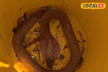 Snake: স্কুল চলছিল, তার মধ্যেই উদ্ধার কোবরা সাপ! স্কুলের মধ্যে বিষধরের দেখা, আতঙ্কে হইচই পড়ে যায়