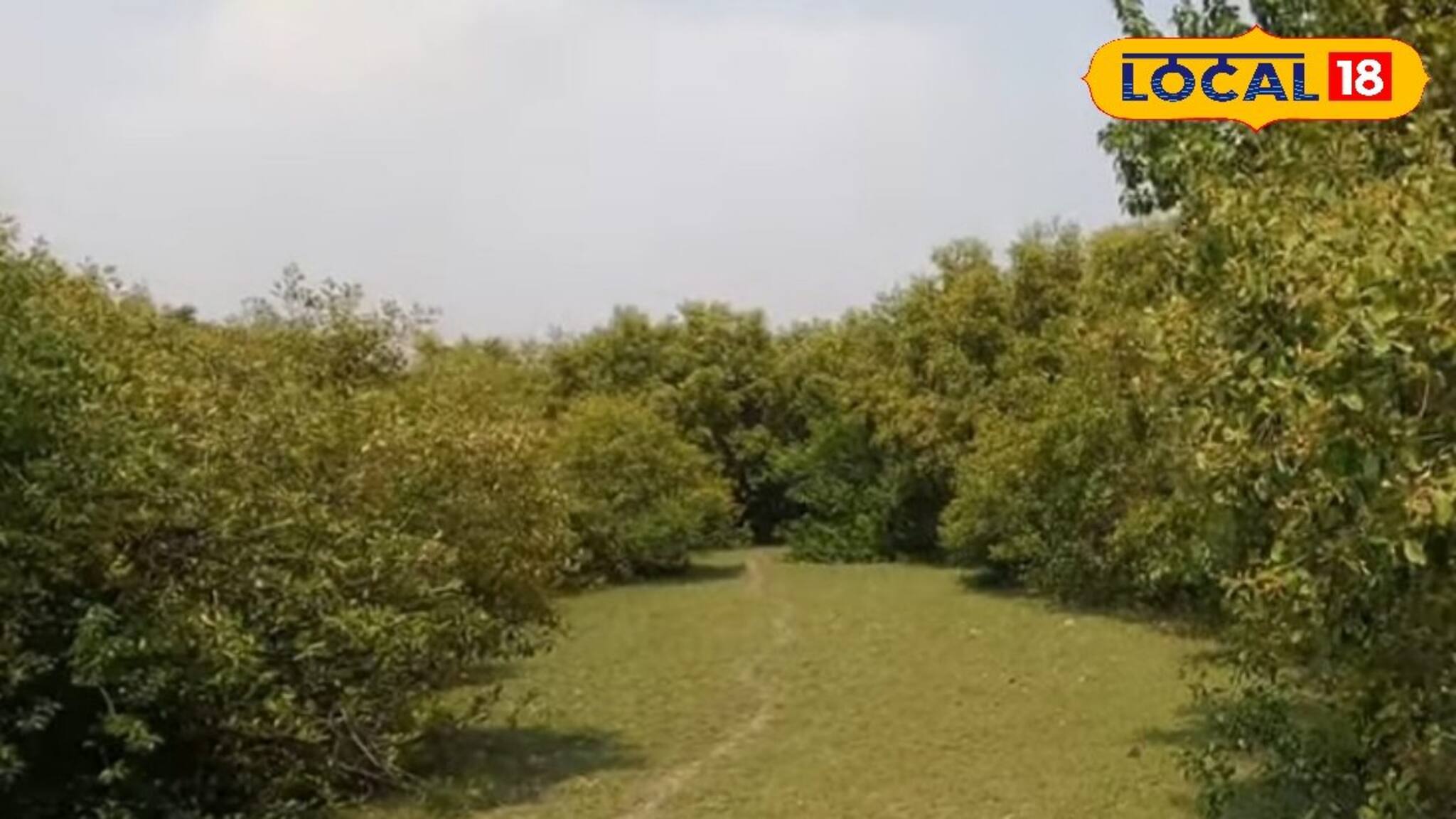 কলকাতার কাছেই হারিয়ে যান ম্যানগ্রোভ জঙ্গলে! ঘরের কাছেই সপ্তাহান্তে সেরা ছুটির ঠিকানা