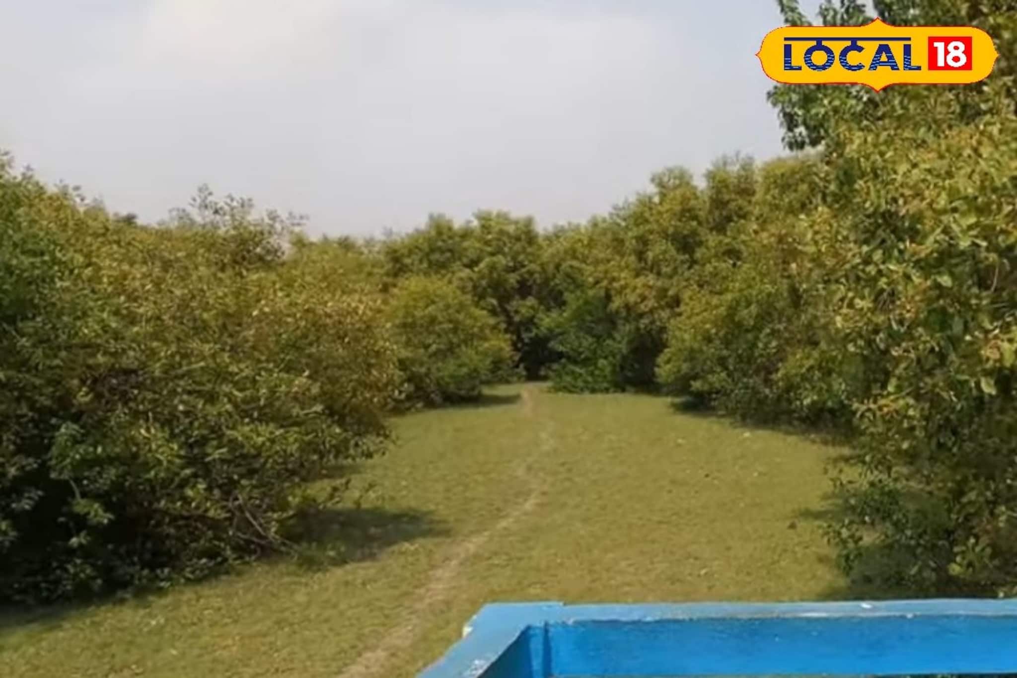 Weekend Tourist Spot: কলকাতার কাছেই হারিয়ে যান ম্যানগ্রোভ জঙ্গলে! ঘরের কাছেই সপ্তাহান্তে সেরা ছুটির ঠিকানা