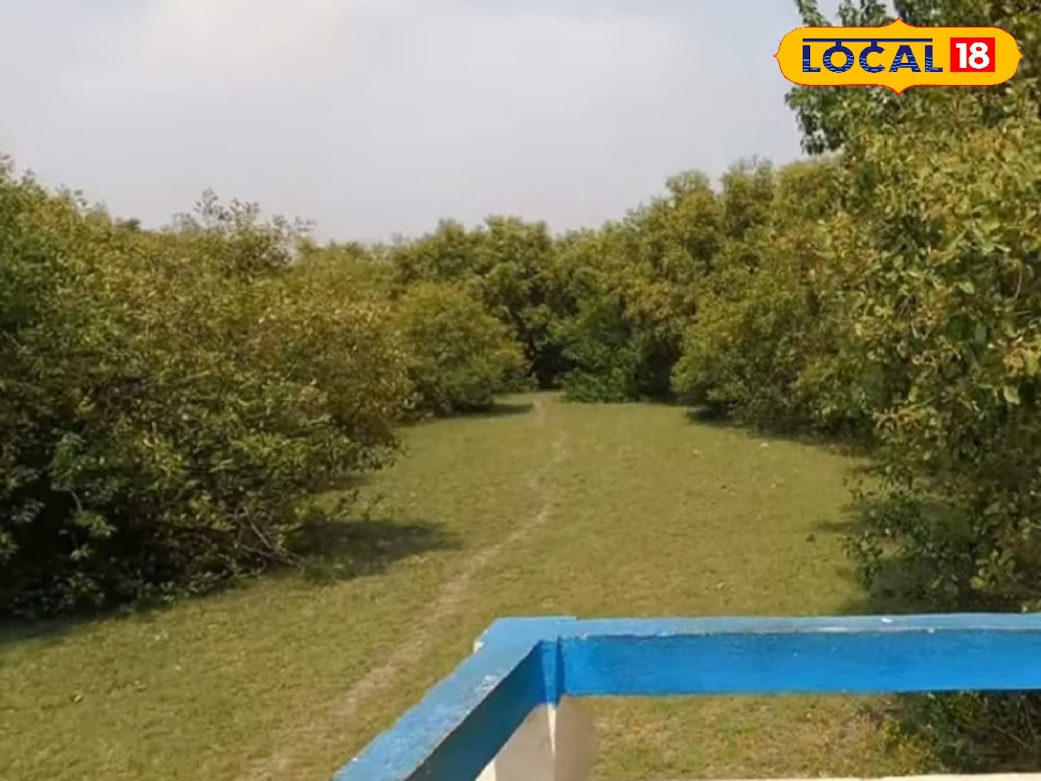 Weekend Tourist Spot: কলকাতার কাছেই হারিয়ে যান ম্যানগ্রোভ জঙ্গলে! ঘরের কাছেই সপ্তাহান্তে সেরা ছুটির ঠিকানা