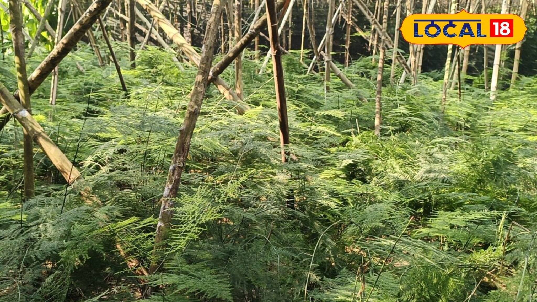 কম পরিশ্রমে,কম খরচে চাষ করুন পারা পাতার, কম সময়ে বিপুল লাভ