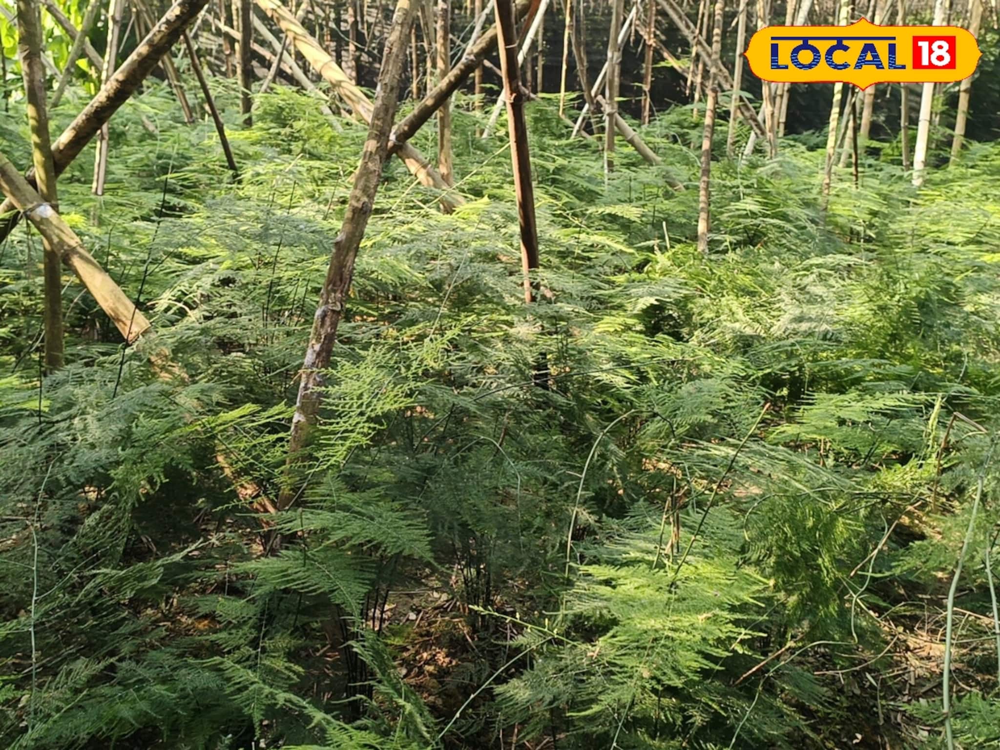 কম পরিশ্রমে,কম খরচে চাষ করুন পারা পাতার, কম সময়ে বিপুল লাভ