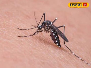 ডেঙ্গি মশা