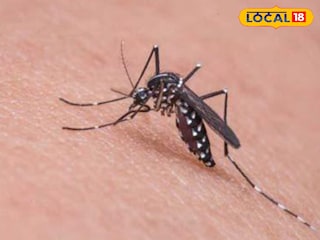 ডেঙ্গি মশা ডেঙ্গি মশা