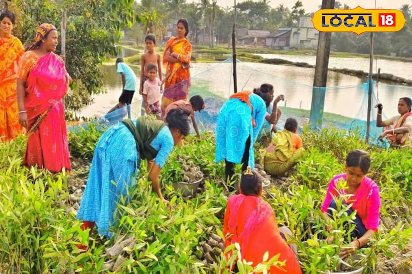 সুন্দরবনের প্রান্তিক অঞ্চলের মহিলারা আজ স্বনির্ভরতার এক অনন্য দৃষ্টান্ত স্থাপন করছেন। একসময় যারা প্রাকৃতিক দুর্যোগের ভয়ে দিন কাটাতেন, তাঁরাই এখন প্রকৃতির সঙ্গী হয়ে নিজেদের জীবনে নতুন আলোর দিশা খুঁজে পেয়েছেন। সুন্দরবনের জঙ্গল ও নদীখাঁড়ি থেকে সংগ্রহ করা ম্যানগ্রোভ উদ্ভিদের বীজই এখন তাঁদের জীবিকার অন্যতম ভরসা। (ছবি ও তথ্যঃ জুলফিকার মোল্যা)