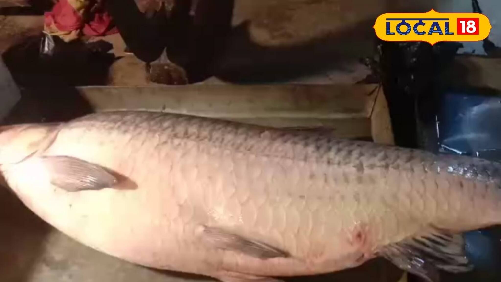 একি মাছ না দৈত্য! শান্তিপুরের বাজারে ২৮ কেজির মাছ দেখতে সকাল থেকেই উপচে পড়া ভিড়