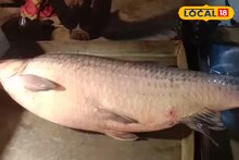 Big Fish: একি মাছ না দৈত্য! শান্তিপুরের বাজারে ২৮ কেজির মাছ দেখতে সকাল থেকেই উপচে পড়া ভিড়, দাম শুনলে চমকে উঠবেন!