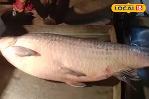 একি মাছ না দৈত্য! শান্তিপুরের বাজারে ২৮ কেজির মাছ দেখতে সকাল থেকেই উপচে পড়া ভিড়