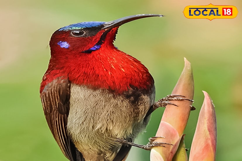 বন্যপ্রাণ বিশেষজ্ঞদের মতে, বেঙ্গল সাফারির এই উদ্যোগ শুধু দর্শকদের আকর্ষণই বাড়াবে না, বরং বিরল প্রজাতির সংরক্ষণেও বড় ভূমিকা রাখবে। পাখি পর্যবেক্ষকদের কাছেও মৌটুসি ও চন্দনার আগমন এক নতুন অধ্যায় হয়ে উঠেছে।