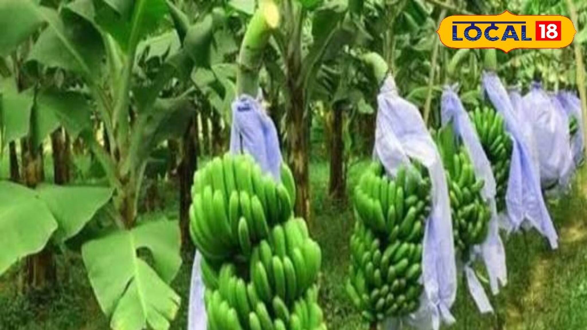 সাত মাসেই আড়াই লাখ টাকার বিক্রি, কলা চাষ করে কোটিপতি হচ্ছেন এক সময়ের প্রবাসী