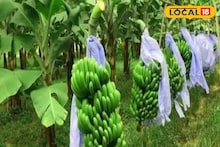 Success Story: কম খরচে দ্বিগুণ লাভ! সাত মাসেই আড়াই লাখ টাকার বিক্রি, কলা চাষ করে কোটিপতি হচ্ছেন এক সময়ের প্রবাসী