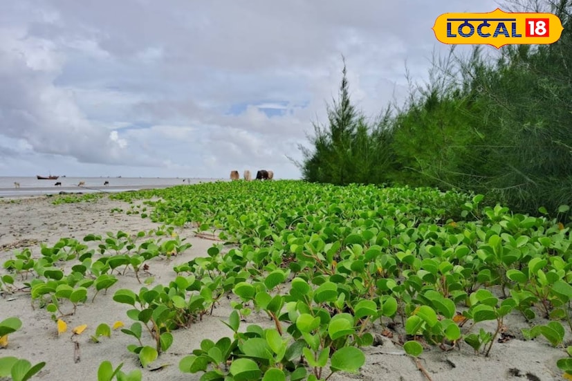 গাড়ি নিয়েই পৌঁছে যাওয়া যায় সেখানে। ট্রেনে করে তো যাওয়া যায়।এখানে সৈকতের পাশে রয়েছে ম্যানগ্রোভ অরণ্য। রয়েছে ঝাউয়ের জঙ্গল।