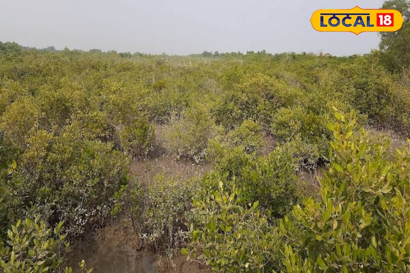 নামখানা থেকে গাড়িতে চেপে আপনি পৌঁছে যেতে পারেন এখানে। নির্জন সৈকতে একদিকে বঙ্গোপসাগর অন্যদিকে সুন্দরবনের লোথিয়ান আইল্যান্ড। দ্বীপটি এখনও নির্জন দ্বীপ হিসাবে পরিচিত।