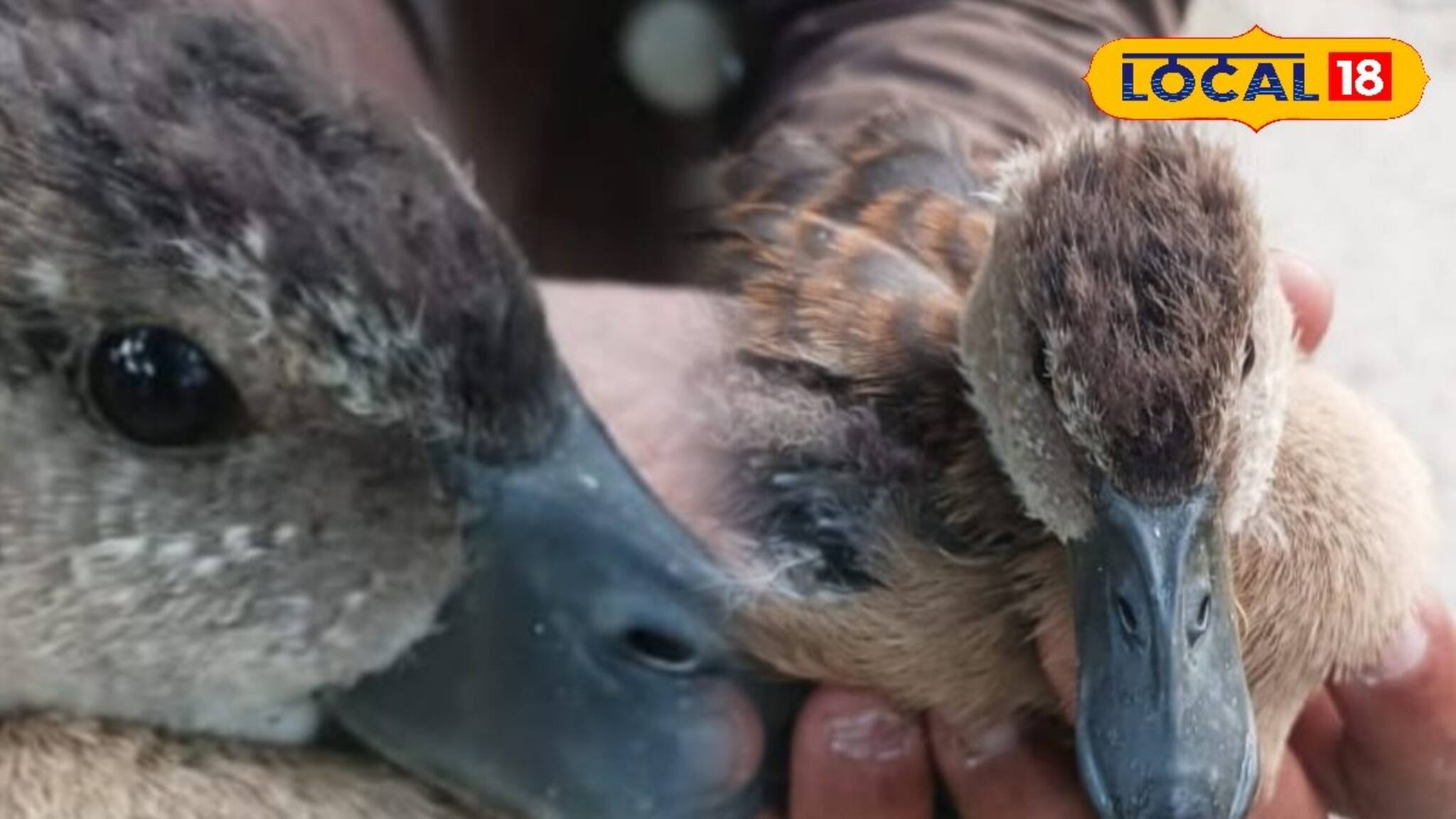 Whistling Duck : মাছ ধরার ফাঁদে ফেঁসে গেল সরাল হাঁসের ছানা, সাতসকালে আটল তুলতেই চমক! উদ্ধার করলেন পরিবেশকর্মীরা